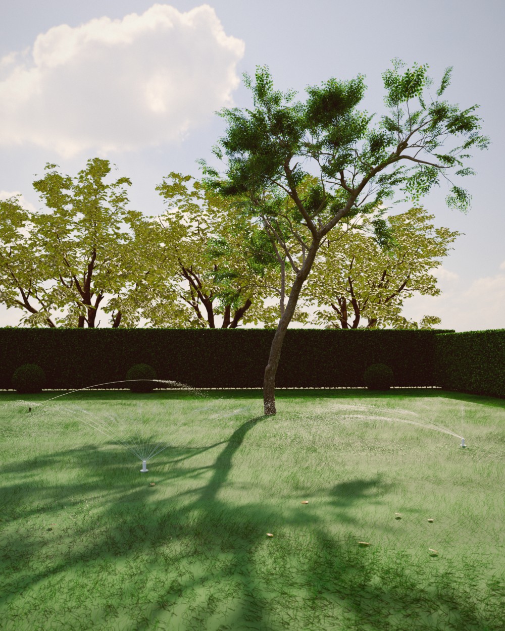 Aménagement de jardin par un paysagiste : arrosage automatique le soir sur une pelouse rayée, haie taillée, boules de buis et arbres aux couronnes arrondies